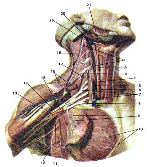 
  Рис. 367. Шейное сплетение (plexus cervicalis), плечевое сплетение (plexus brachialis) 
  и их ветви. Вид справа. Средняя часть ключицы, подключичные артерия и вена, 
  верхнее брюшко лопа-
  точно-подьязычной мышцы удалены. Большая грудная мышца
  разрезана и отвернута вниз.
  I-шейное сплетение; 2-шейнай петля; З-диафрагмальцый нерв; 4-блужцаюший нерв; 
  5-передняя лестничная мышца; 6-обшая сонная артерия; 7-плечевое сплетение; 8-подключичпая 
  артерия (отрезана); 9-латеральные и медиальные грудные нервы; 10-пе-редние кожные 
  ветви (межреберных нервов); 11-длинный грудной нерв; 12-межреберно-плечевые 
  нервы; 13-медиальный пучок плечевого сплетения; 14-латеральный пучок; 15-подмышечная 
  артерия; 16-надключичные нервы; 17-средпяя лестничная мышца; 18-малый затылочный 
  нерв; 19-наружная сонная артерия; 20-внугренняя яремная вена (отрезана); 21-подъязычный 
  нерв.
  Fig. 367. Шейное, плечевое сплетения и их ветви. Вид справа. Средняя часть ключицы, 
  подключичные артерия и вена, верхнее
  брюшко лопаточно-подъязычной мышцы удалены. Большая
  грудная мышца разрезана и отвернута вниз. I-plexus cervicalis; 2-ansa cervicalis; 
  3-n. phrenicus; 4-n. vagus; 5-m. scalenus anterior; 6-a. carotis communis; 7-plexus 
  brachialis; 8-a. sub-clavia; 9-nn. thoracici mediales et laterales; 10-rr. cutanei 
  anteriores; II-n. thoracicus longus; 12-nn. intercostobrachiales; 13-fasciculus 
  medialis plexi brachialis; 14-fasciculus lateralis; 15-a. axillaris; 16-nn. 
  supraclaviculares; 17-in. scalenus medius; 18-n. occipitalis minor; 19-a. carotis 
  externa; 20-vena jugularis interna; 21-n. hypoglossus.
  Fig. 367. The cervical and brachial plexi and their braches. View from
  the rught side. Middle part ot"clavicle, subclavian artery and vein as
  well as superior belly of omohyoid muscle were removed, pectoral
  muscle was cut and was retracted downwards. I-cervical plexus; 2-cervical ansa; 
  3-phrenic nerve; 4-vagus nerve; 5-anterior scalene muscle; 6-common carotid 
  artery; 7-brachial plexus; 8-subclavian anery (was cut oft); 9-lateral and medial 
  pectoral nerves; 10- anterior cutaneous branches (intercostal nerves); 11 -long 
  thoracic nerve; 12-intercostobrachial nerves; 13-medial fasciculus of brachial 
  plexus; 14-lateral fasciculus; 15-axillary artery; 16-supraclavicular nerves; 
  17-mid-dle scalene muscle; 18-lesser occipital nerve; 19-externa! carotid artery; 
  20-internal jugular vein (was cut ofl); 21-hypoglossal nerve.